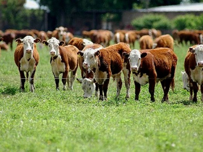 La carne es débil, al menos por ahora